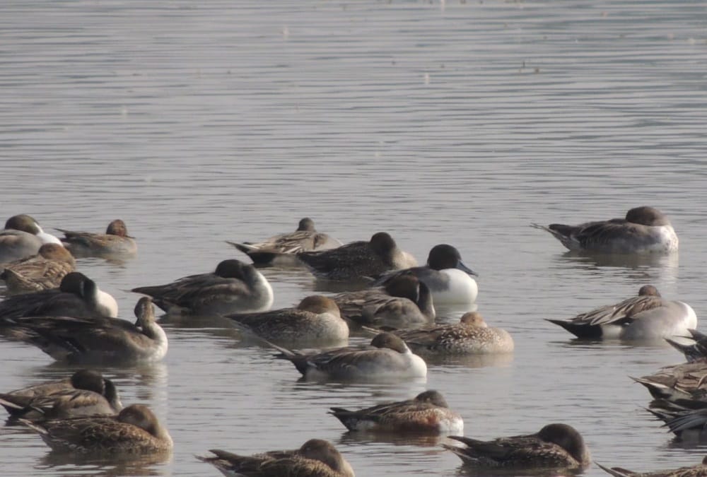 Dehradun Asan Conservation includes in international Ramsar Site, See photos