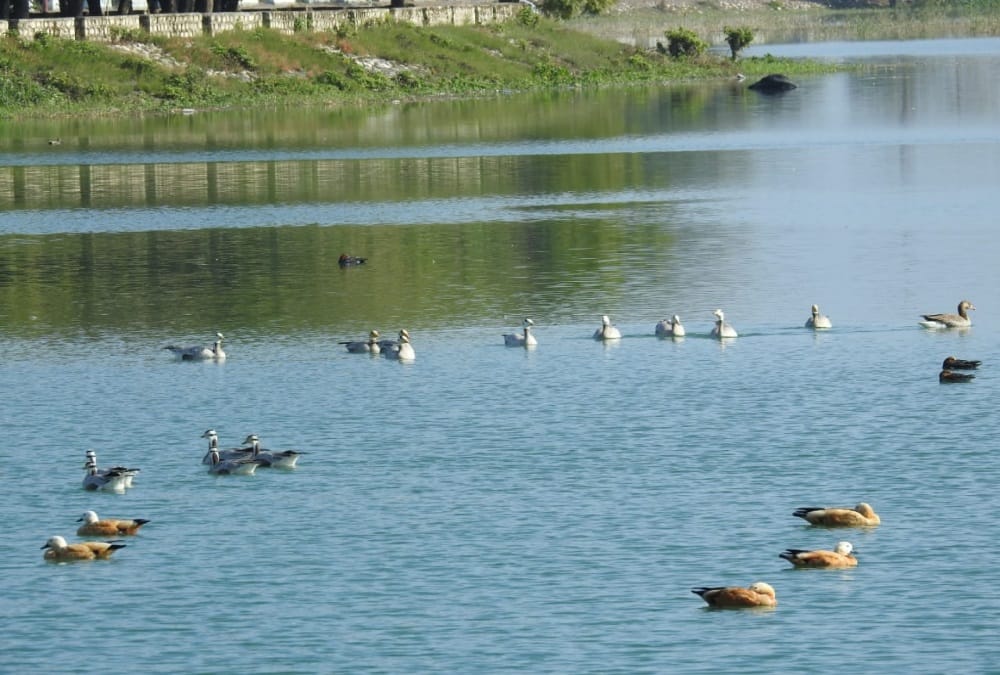 Dehradun Asan Conservation includes in international Ramsar Site, See photos
