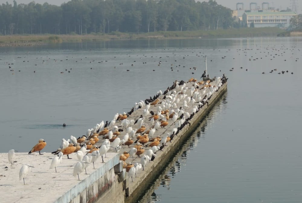 Uttarakhand news: 42 wetland areas of different states will be protected