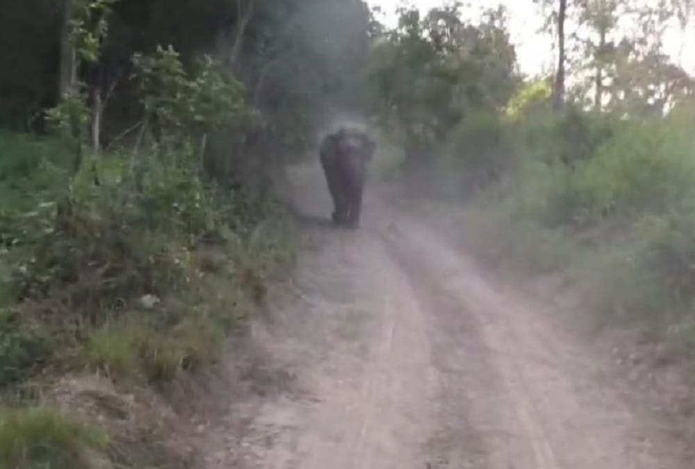 Elephant Run For Attack on tourist Jeep in Corbett National Park