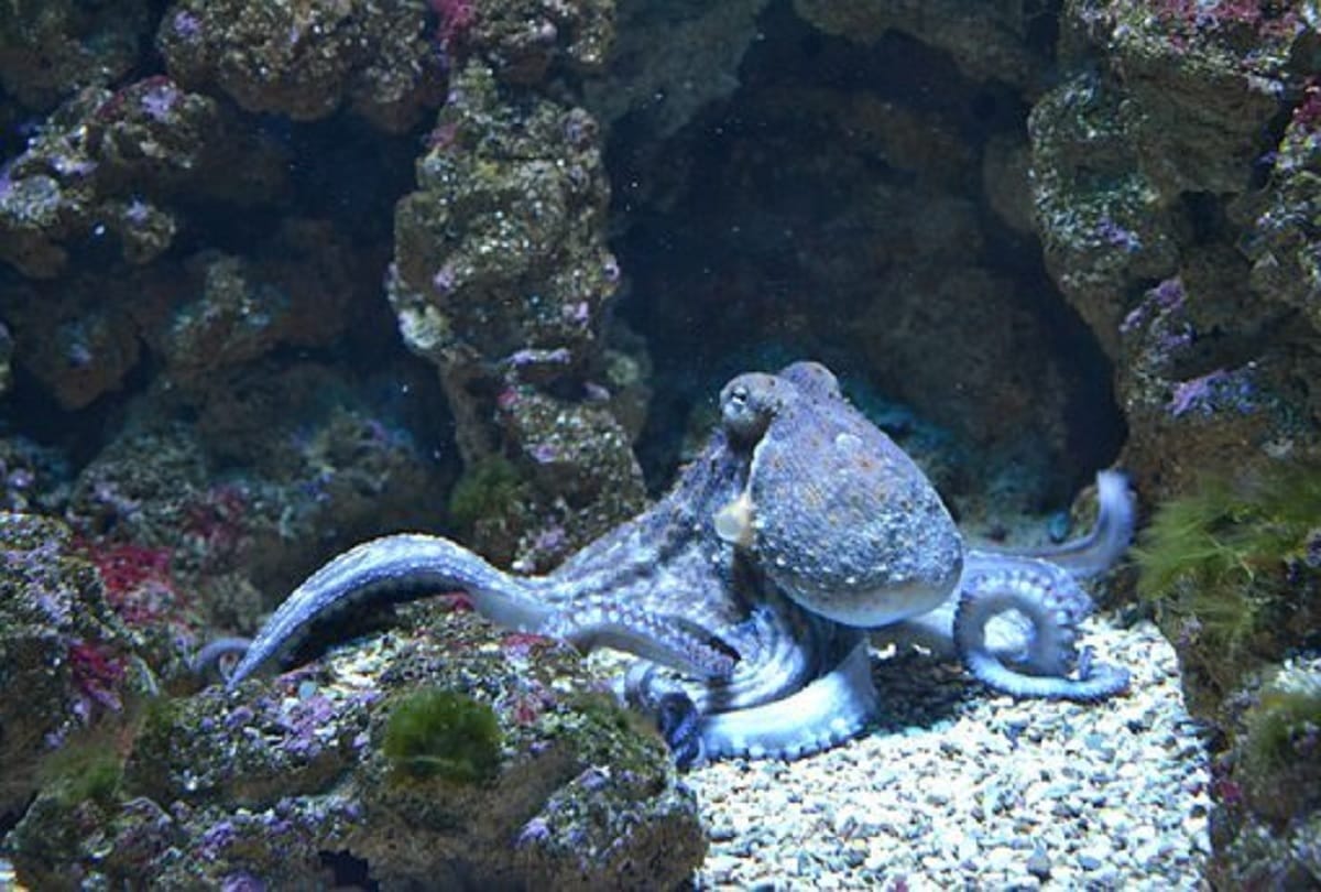 Interesting and strange facts about octopus