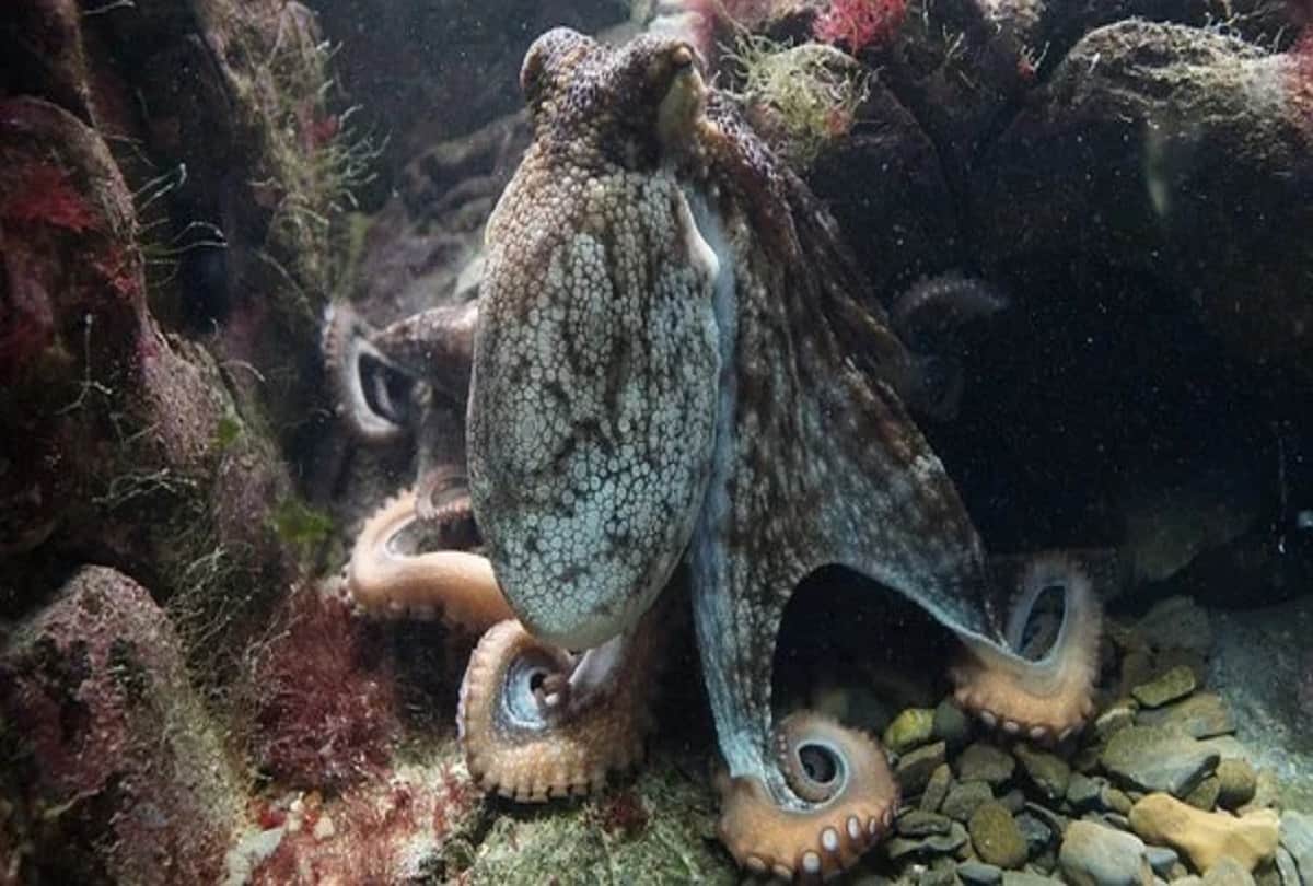 know 5 interesting facts about world octopus has three hearts and nine brain