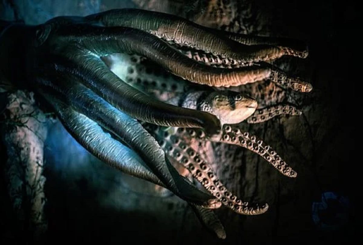 Interesting and strange facts about octopus
