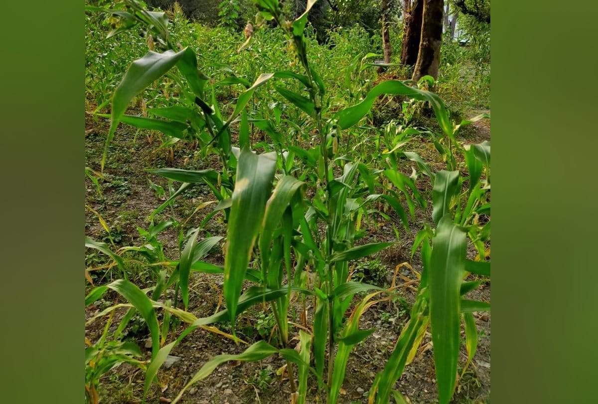 National Medicinal Plants Board Research Gavedhuka flour will remove obesity