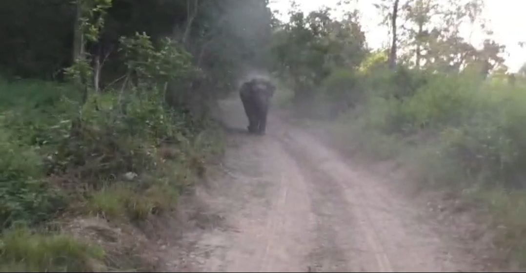 Bijrani and the alert zone have visited the tourists
