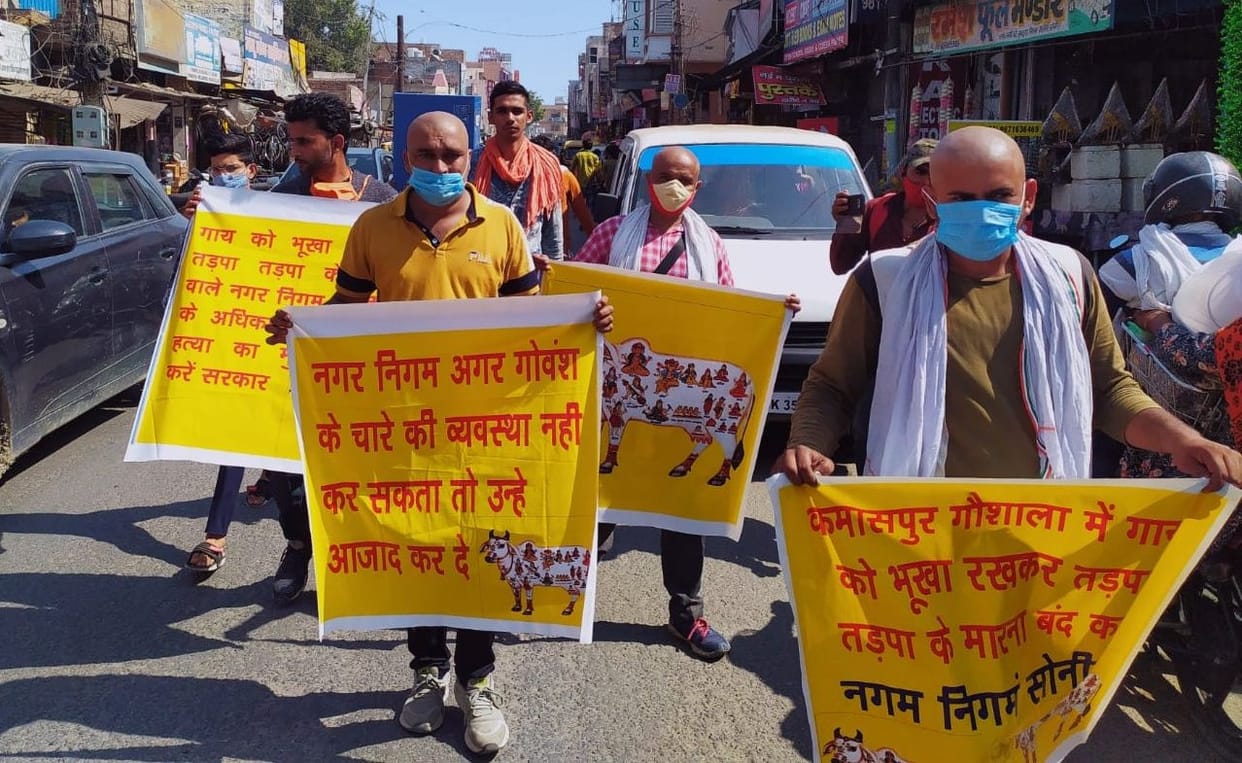 death of cows in cow house, protest