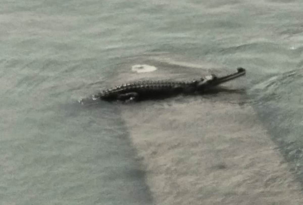 crocodile came out of the water and sat on the pillar, see pictures