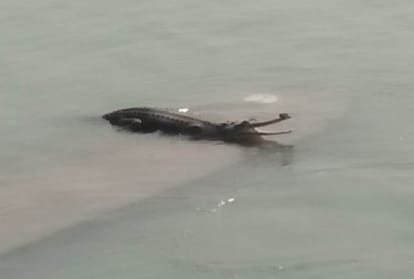 crocodile came out of the water and sat on the pillar, see pictures