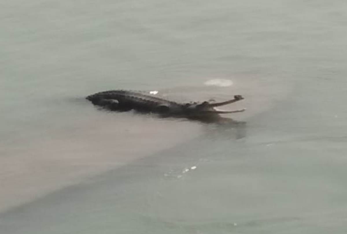 A crocodile was seen in river sarayu.