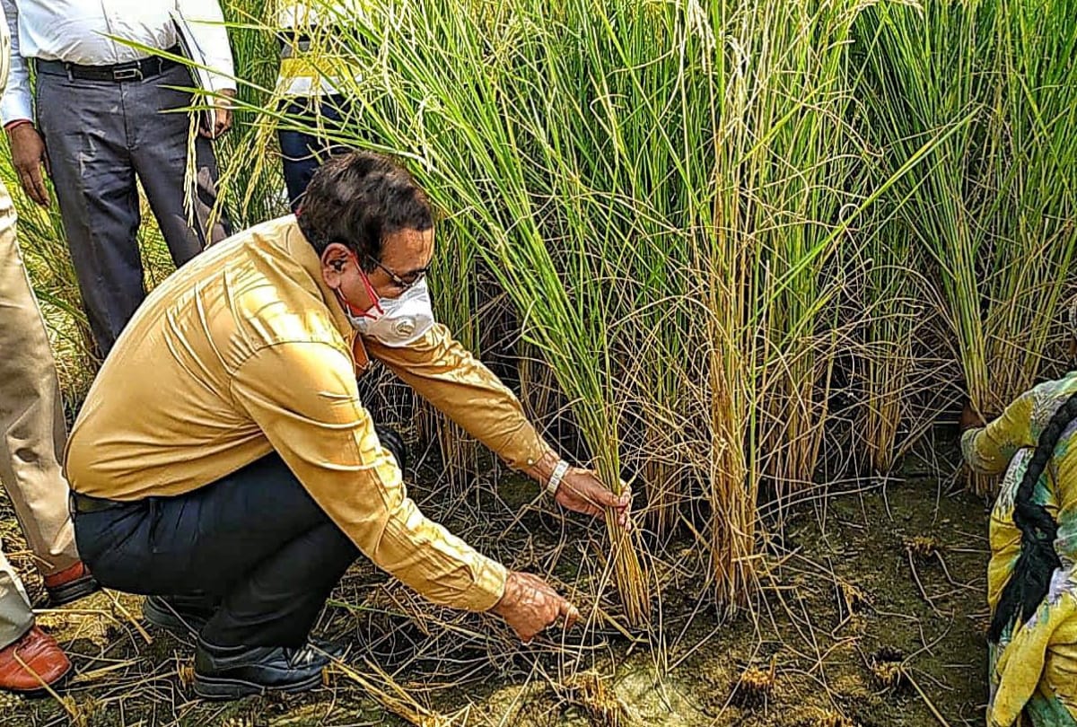 DM ajay shankar pandey reap crops to motivate farmers