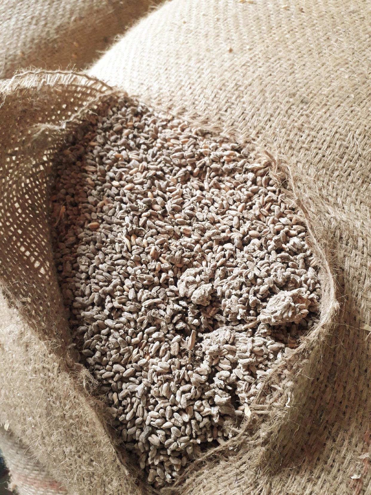 Bad wheat sent to ration depot for distribution to consumers, expressed anger