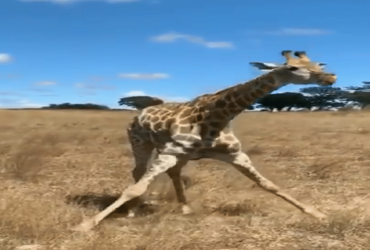 giraffe bend funny ways to eat grass video goes to viral