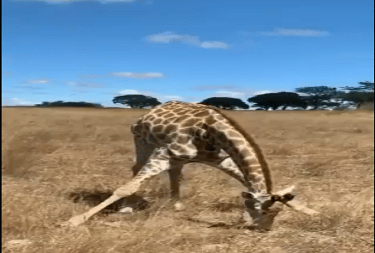 giraffe bend funny ways to eat grass video goes to viral