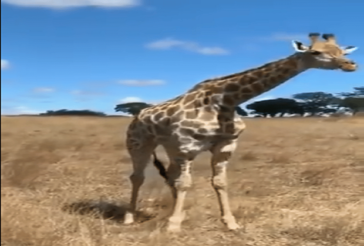giraffe bend funny ways to eat grass video goes to viral