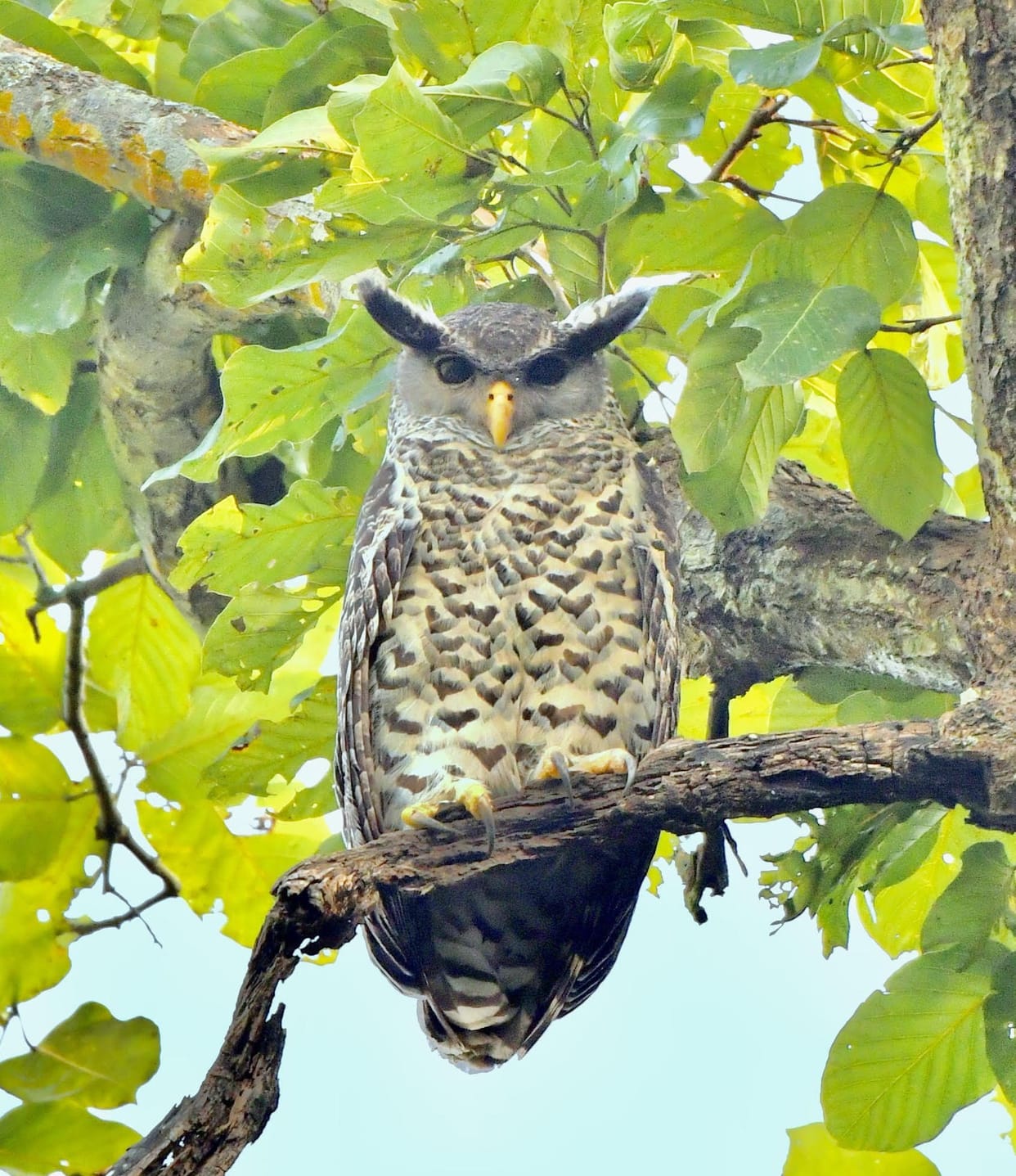Rare Spot Ballid Eagle Owl shown in Ramnagar