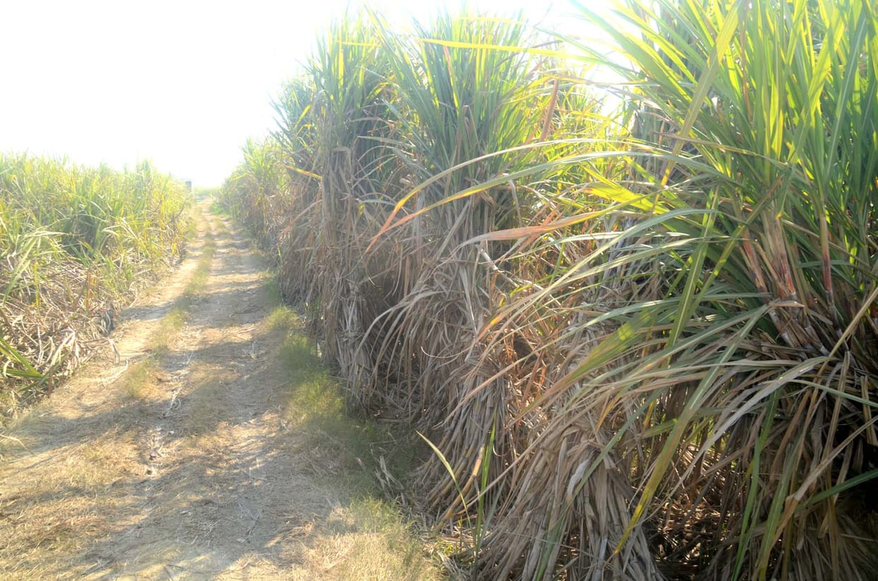 Soil health is getting worse due to excessive use of chemical fertilizer