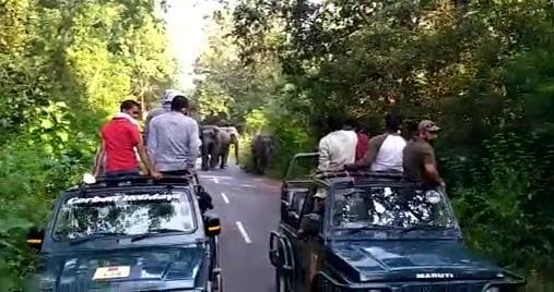 Elephants run after tourists' gypsies