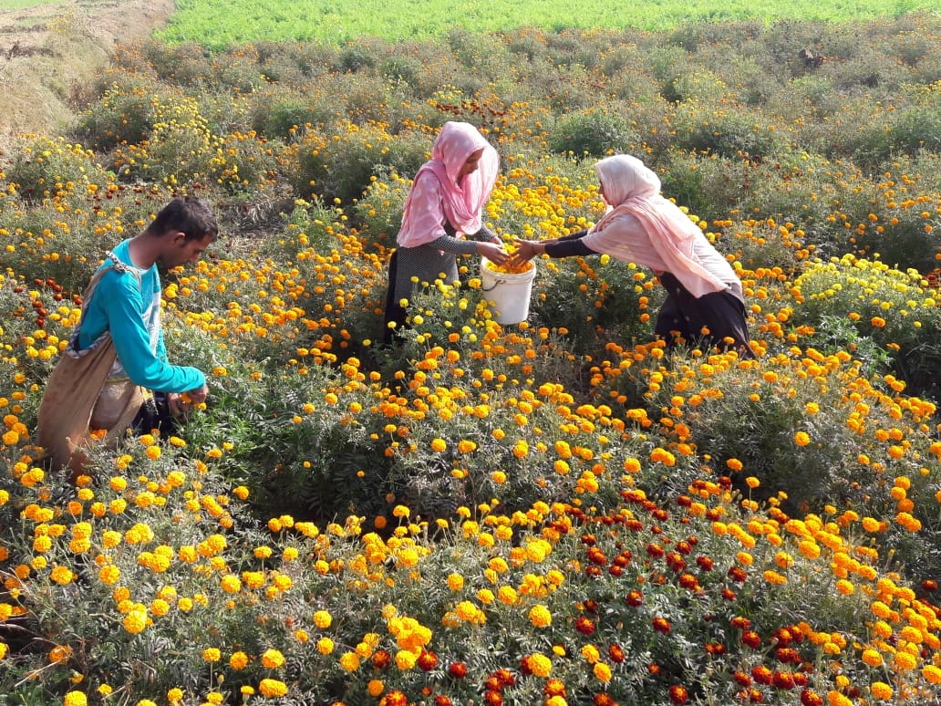 As the demand in the Corona period decreased, the area of ??flowers decreased in the district