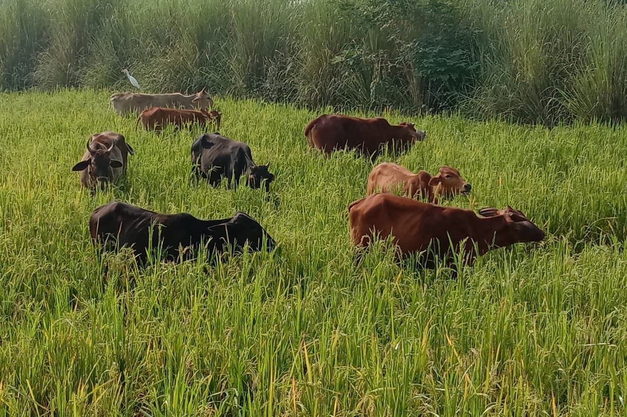 Farmers troubled by holiday animals are forced to sleep