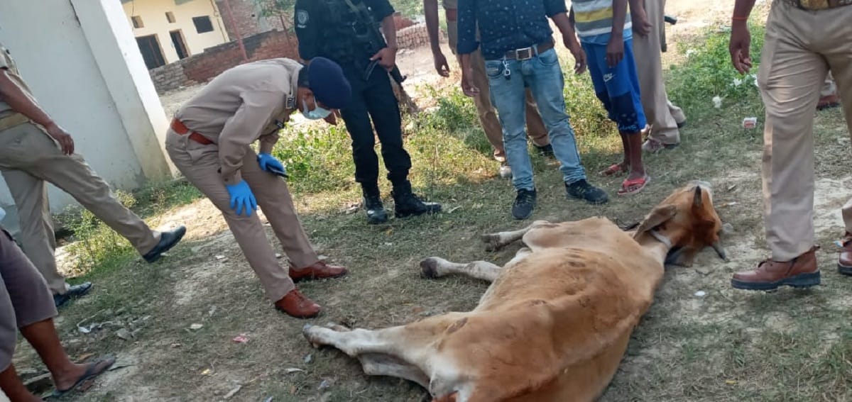 varanasi ssp stopped looking at unconscious cow got treatment villagers appreciated