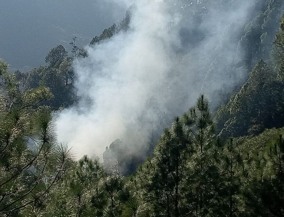 Fierce fire in the forest of Pamda, the forest panchayat of Barakot