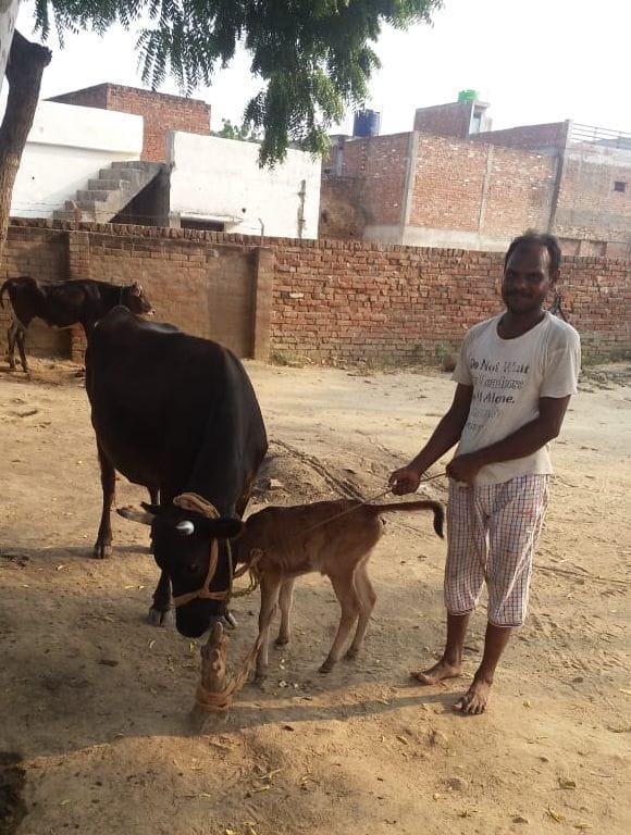 cow