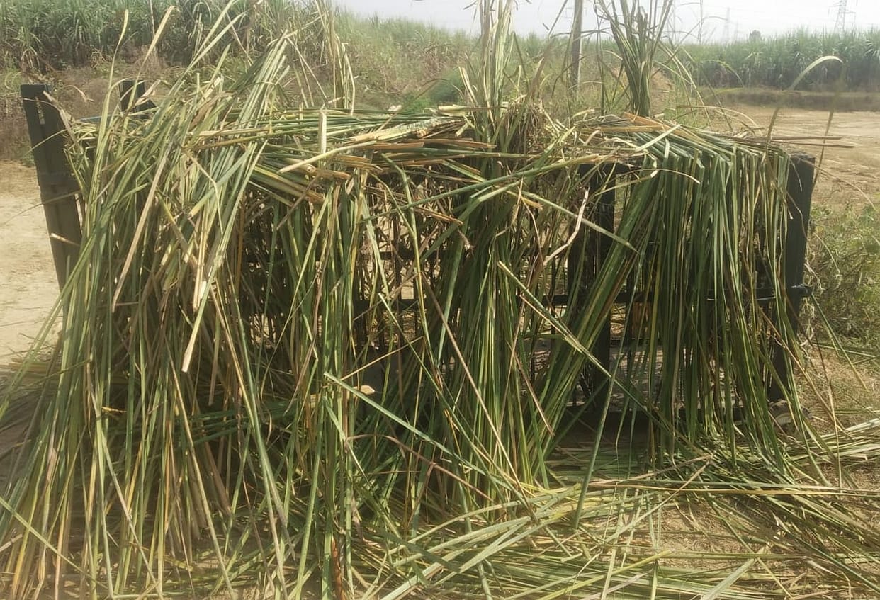 Trap Camera For Tiger