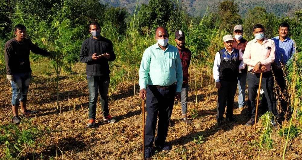 Ten hectares of cannabis cultivation destroyed in Champawat
