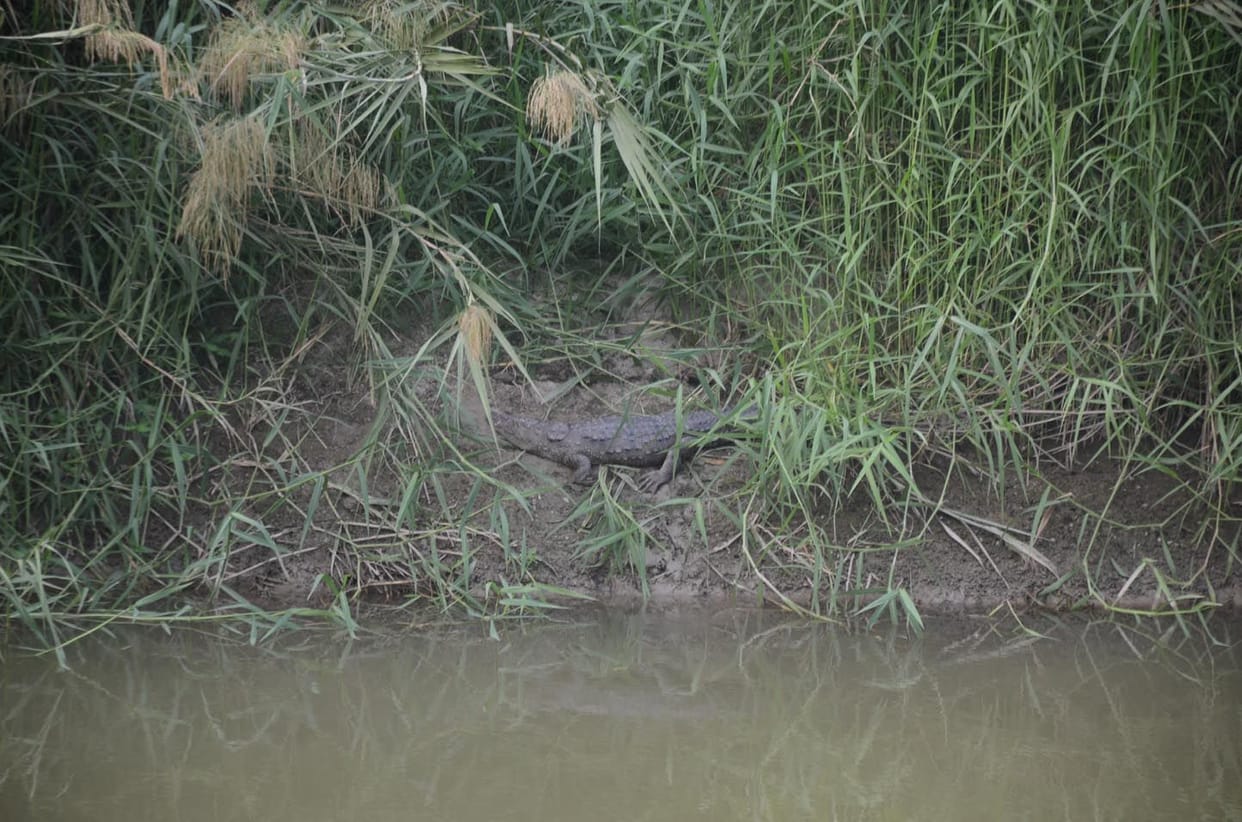 Crocodile spotted in Shukratirtha Ganga Khadar