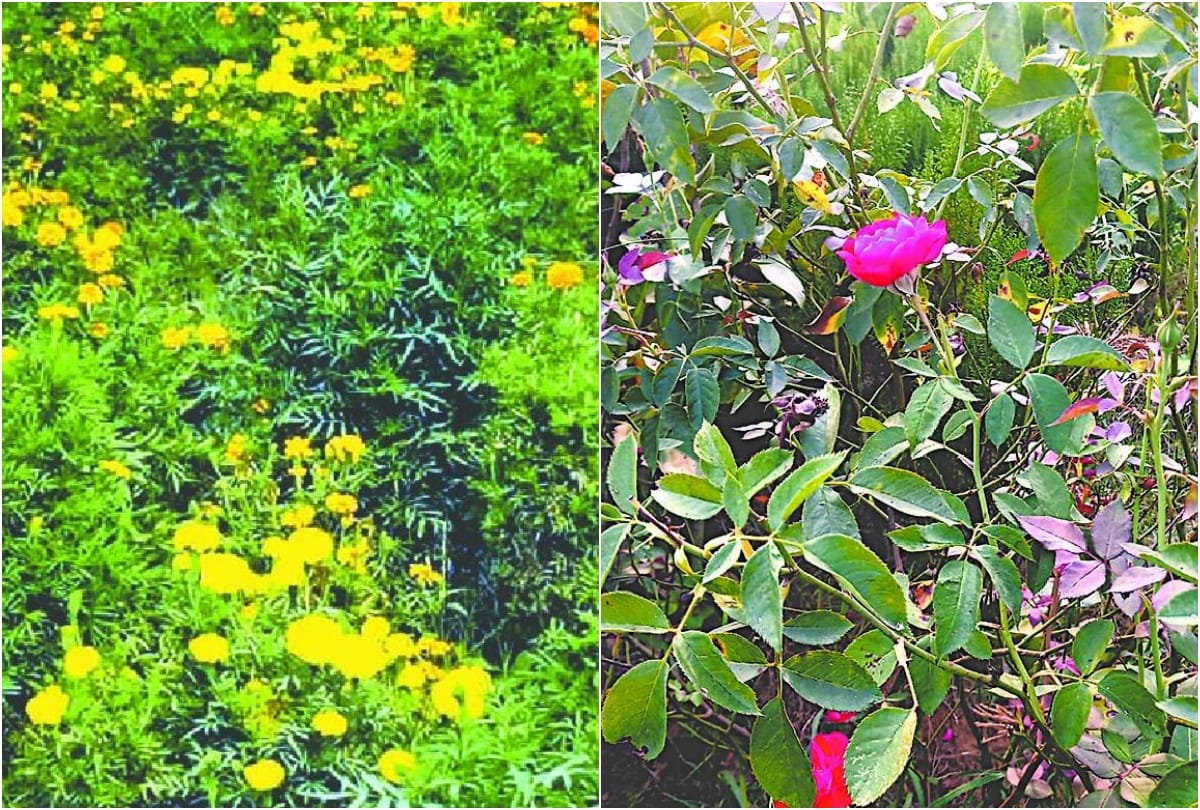 Flowers Farming In Agra By Farmers