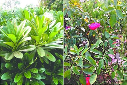 Flowers Farming In Agra By Farmers
