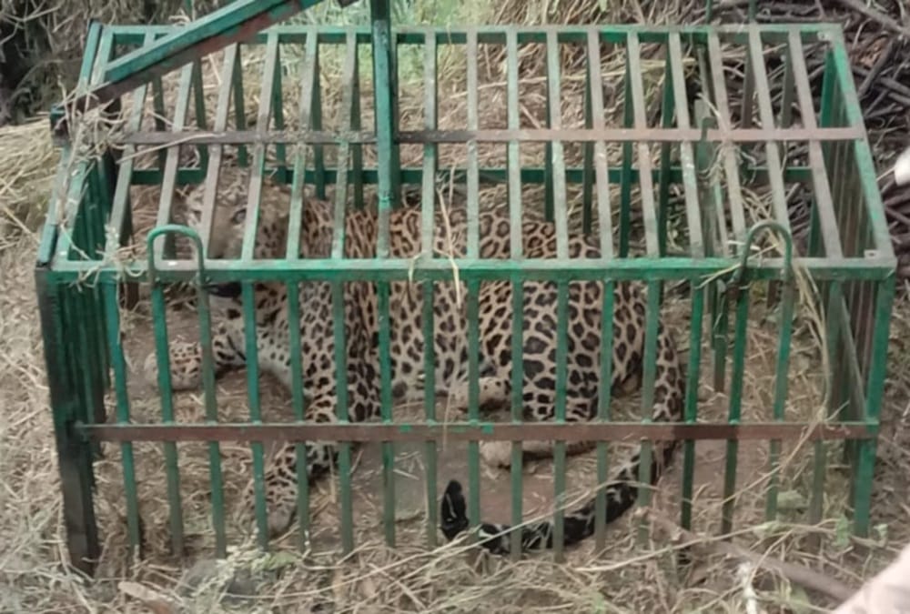 Uttarakhand: Cannibal Leopard Caught in Tehri after Six Days
