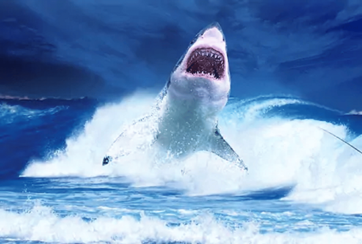 sperm whale teeth is so expensive only sells one tooth in millions
