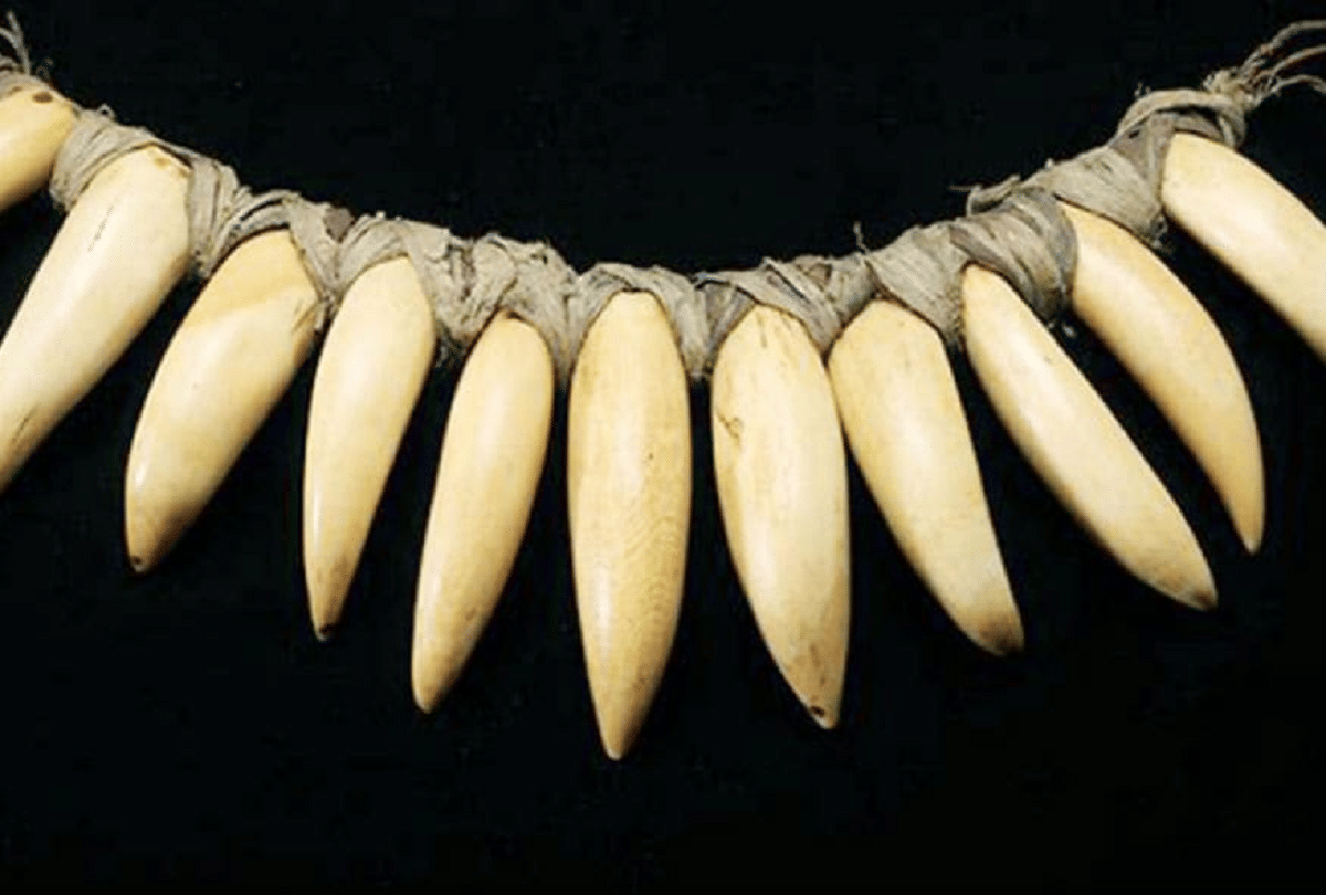 sperm whale teeth is so expensive only sells one tooth in millions