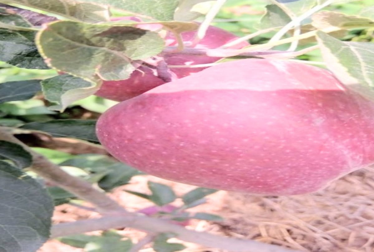 Horticulture news: Virus threat from imported apple plants in private nurseries