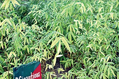 Exclusive: Elephant favorite food being prepared in Meerut, Mandar plant made in Sanjay Forest