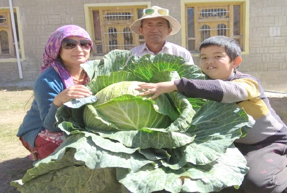 farmer Grown up 17 kg weight cabbage in himachal, Agricultural scientist also astonished