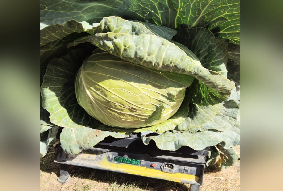 farmer Grown up 17 kg weight cabbage in himachal, Agricultural scientist also astonished