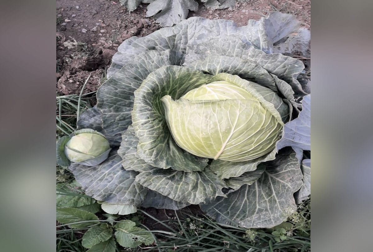 farmer Grown up 17 kg weight cabbage in himachal, Agricultural scientist also astonished