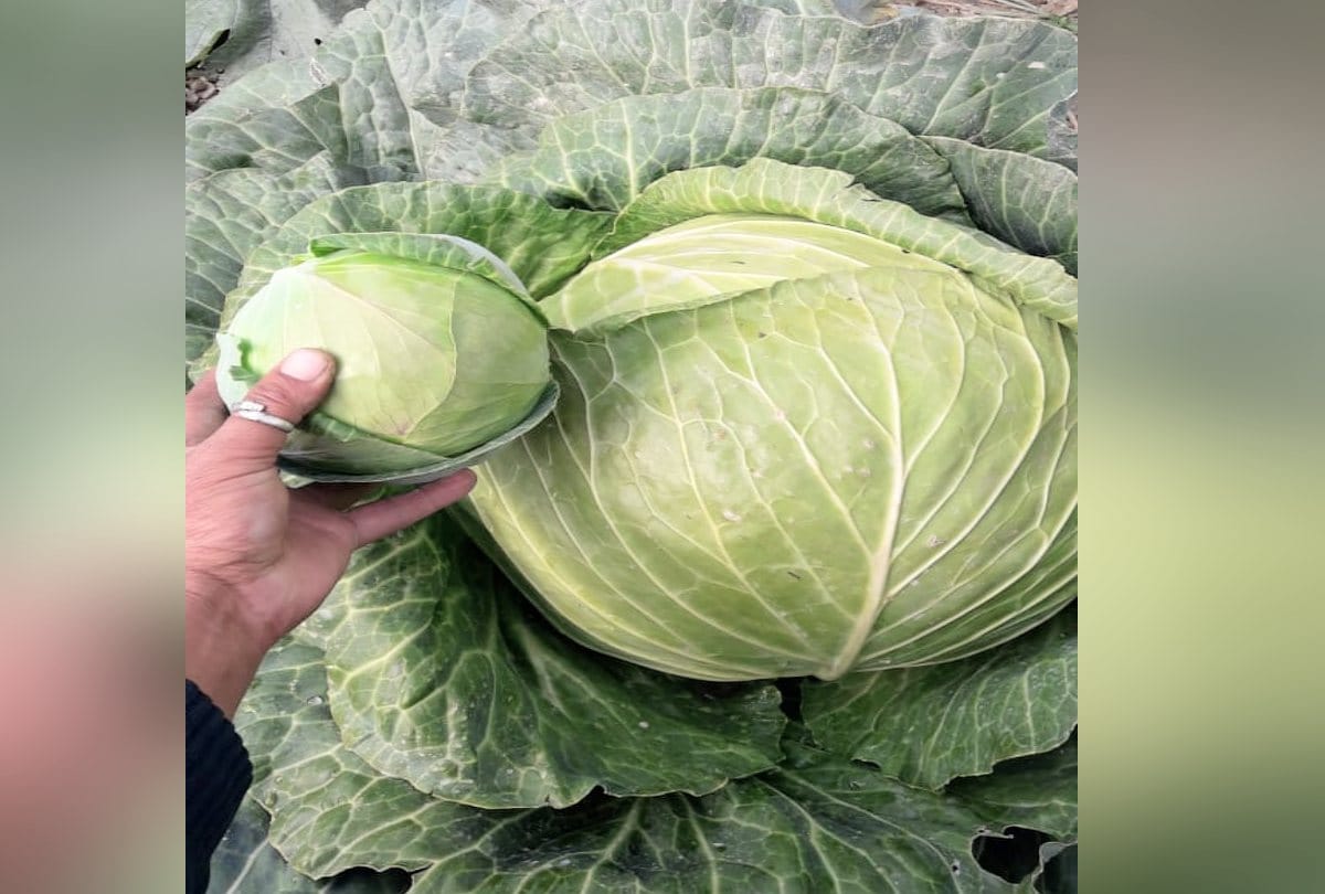 farmer Grown up 17 kg weight cabbage in himachal, Agricultural scientist also astonished