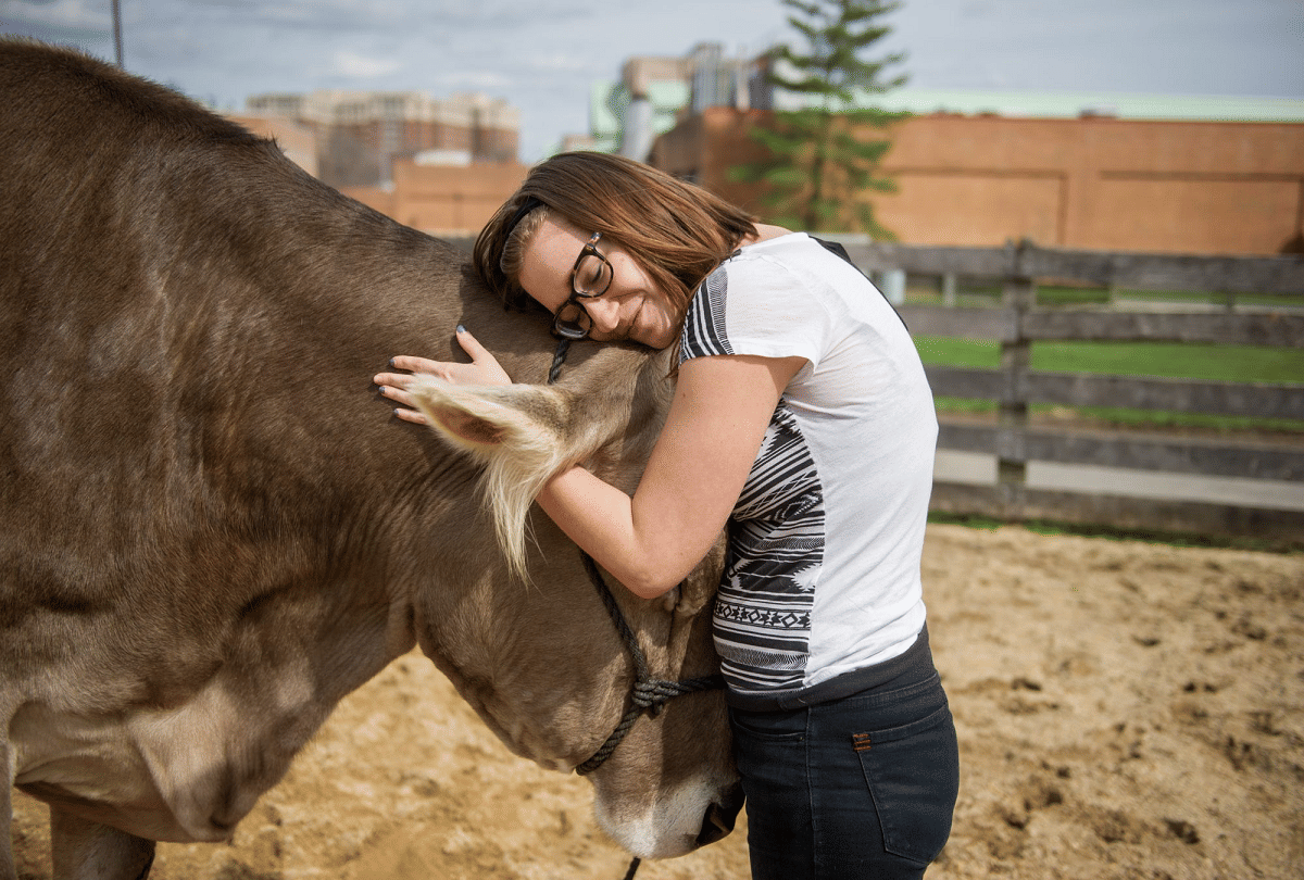 trending cow hugging therapy for amid coronavirus