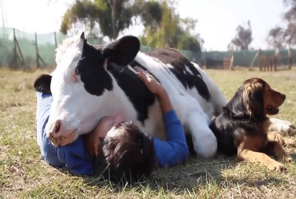 trending cow hugging therapy for amid coronavirus