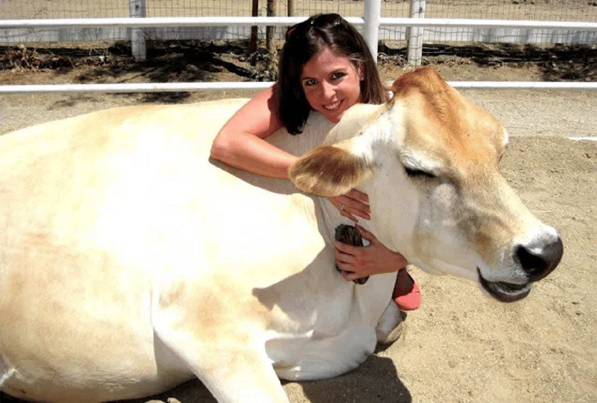 trending cow hugging therapy for amid coronavirus