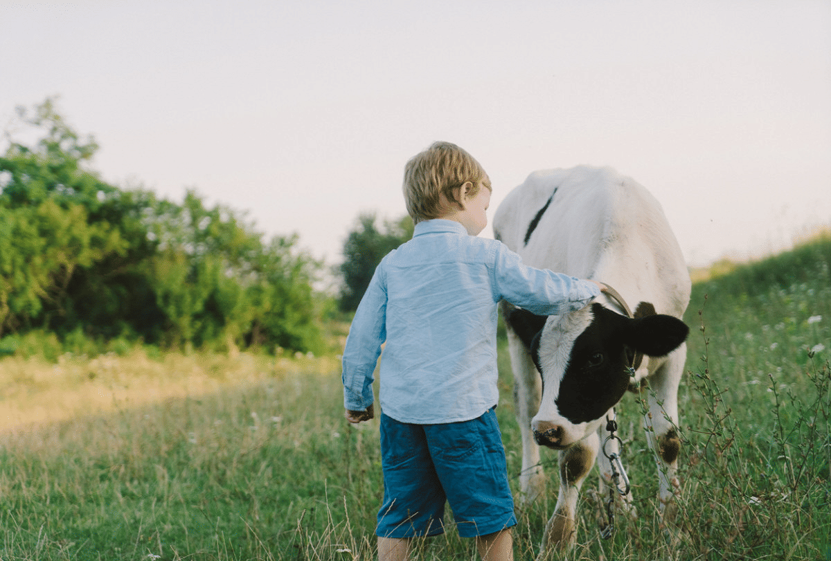 trending cow hugging therapy for amid coronavirus