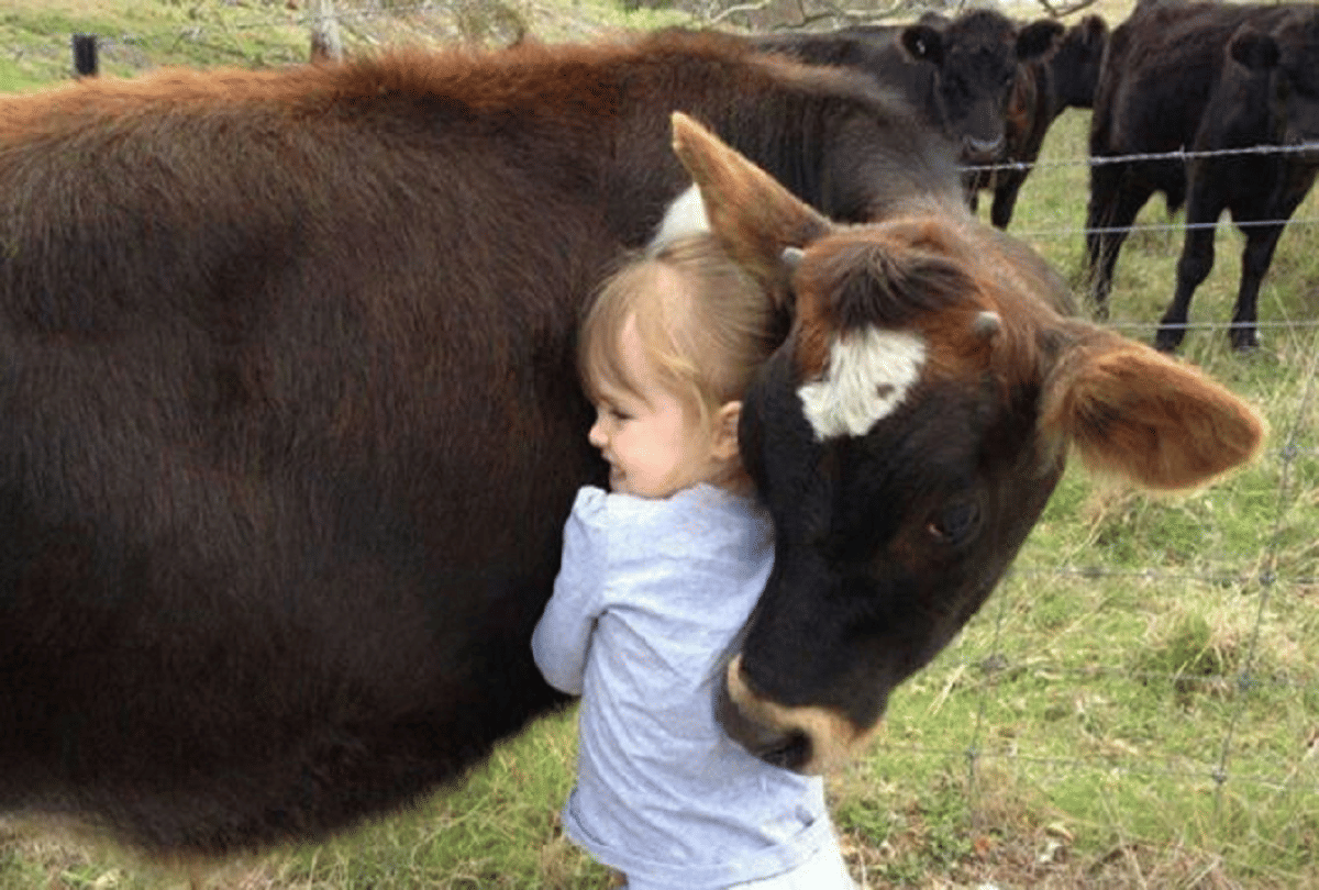 trending cow hugging therapy for amid coronavirus