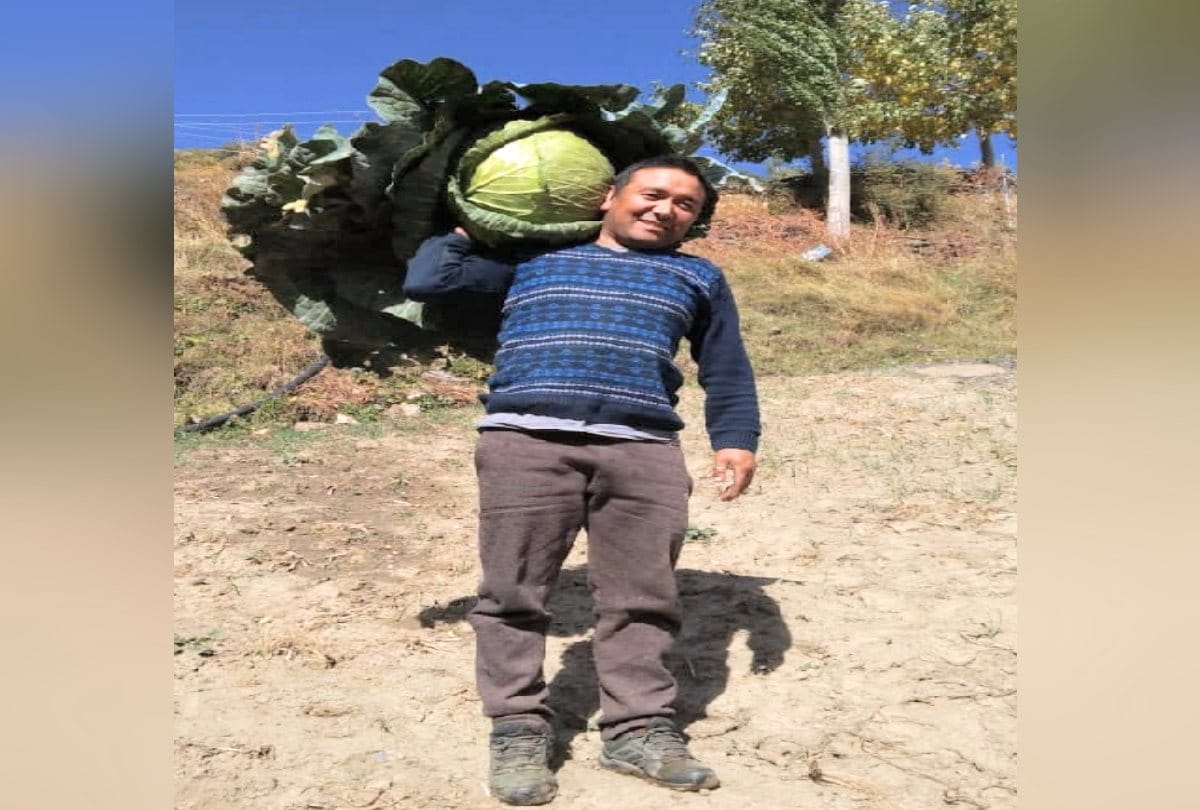 farmer Grown up 17 kg weight cabbage in himachal, Agricultural scientist also astonished