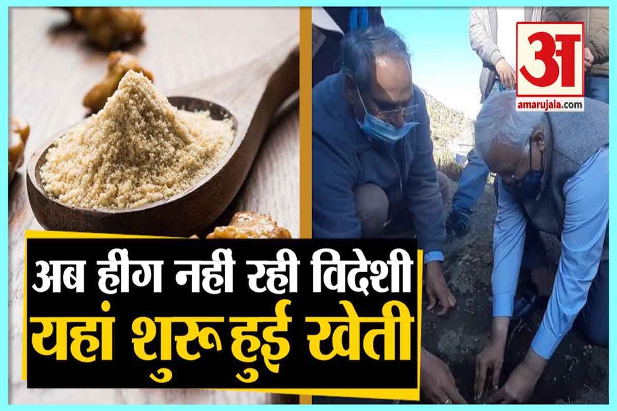 हींग की खेती