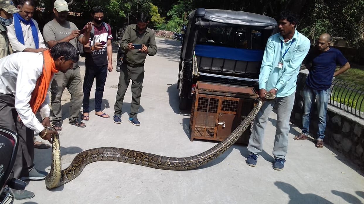 16-foot python found in Kashipur Gadda colony, causing panic among people
