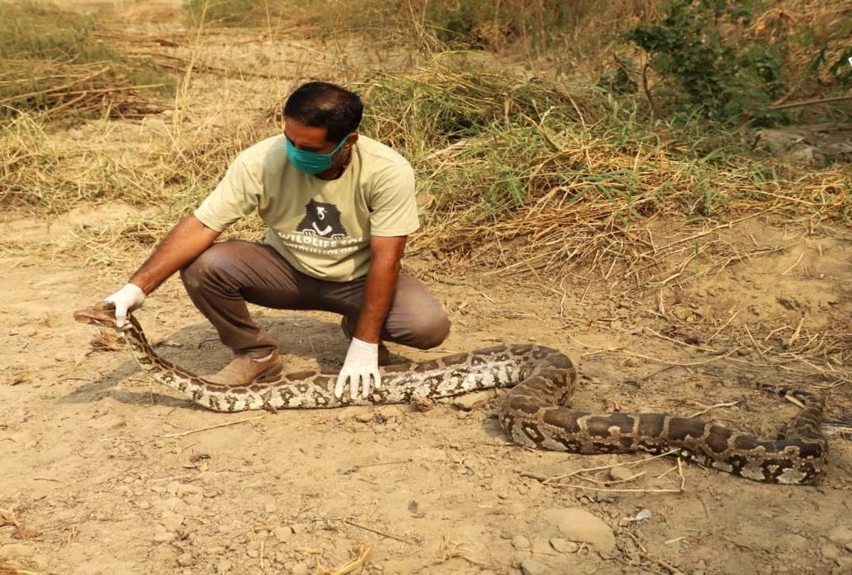 Six Feet Tall Python Caught In Laboratory of Anand Engineering College