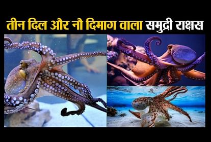 तीन दिल और नौ दिमाग वाला समुद्री दानव जिसका खून होता है नीला - Fun Facts  About Octopus- Amar Ujala Hindi News Live